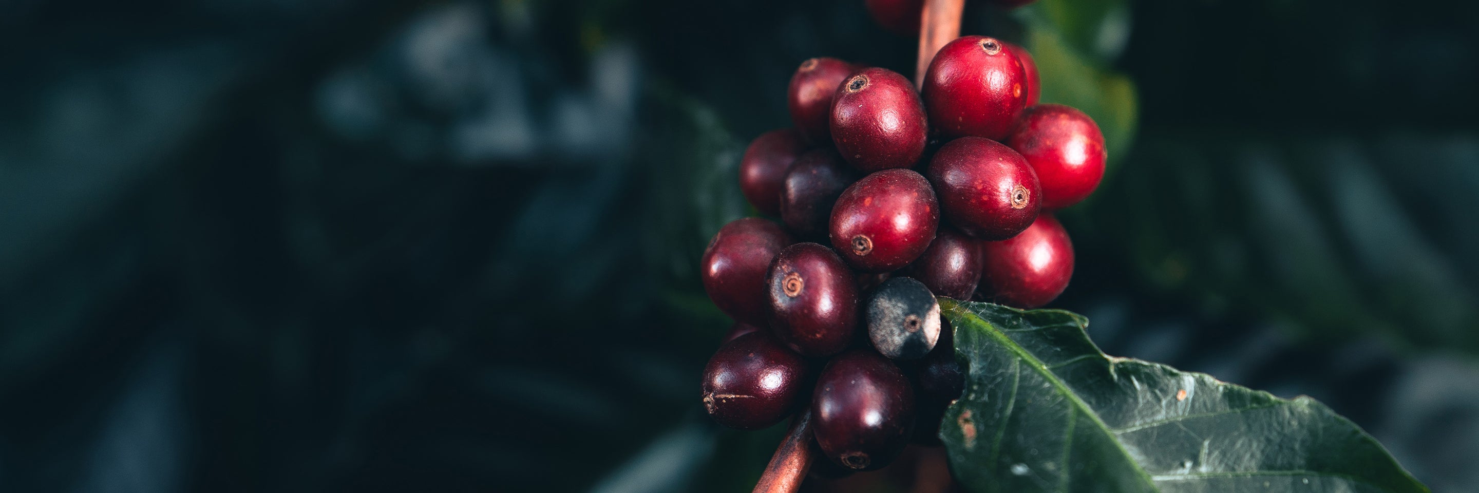 Image Desktop Banner